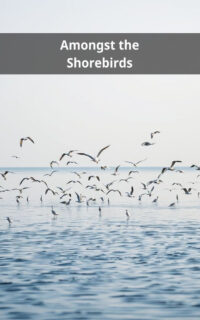 Amongst the Shorebirds