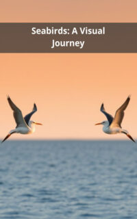 Seabirds: A Visual Journey