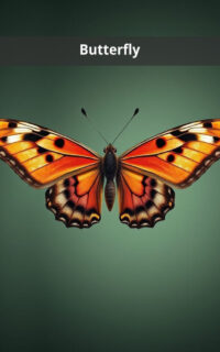 Butterfly