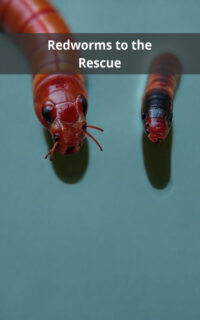 Redworms to the Rescue