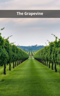 The Grapevine