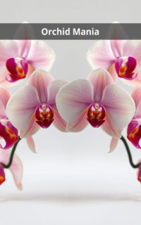 Orchid Mania